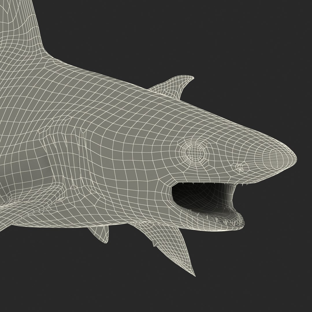 3d sandbar shark pose 2 https://p.turbosquid.com/ts-thumb/TQ/L1lHY2/iB8aZXNC/sandbarshark3dmodel27/jpg/1453577815/1920x1080/fit_q87/707e8c10dc97c8785b8919216e7230a58f6663f6/sandbarshark3dmodel27.jpg
