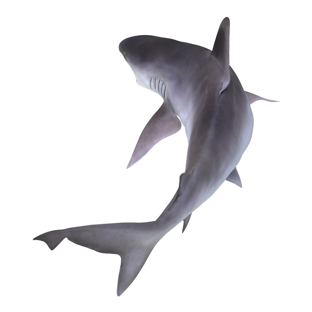 3d sandbar shark pose 2 https://p.turbosquid.com/ts-thumb/TQ/L1lHY2/pC6Q2pkU/sandbarshark3dmodel07/jpg/1453577813/1920x1080/fit_q87/12db7593764eaae48cc0f8fd6a6ceed519e563e5/sandbarshark3dmodel07.jpg