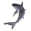 Sandbar Shark Pose 2 3D Model