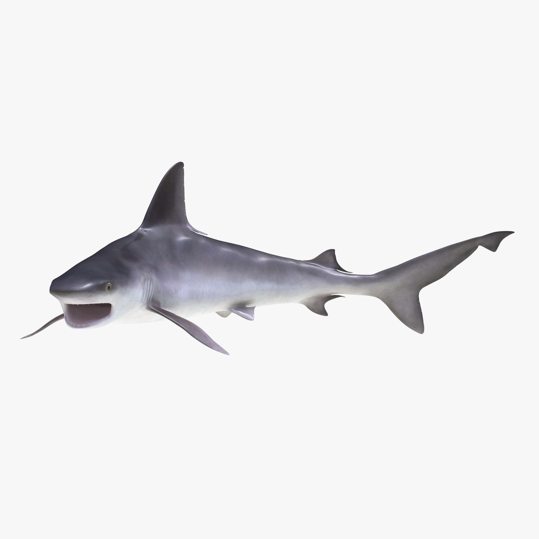 Sandbar Shark Pose 2 3D Model 3D model preview