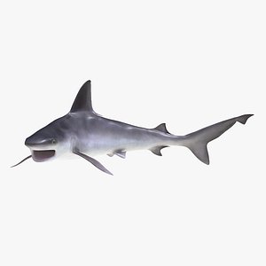 3d sandbar shark pose 2