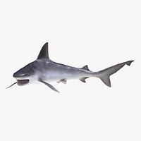 Sandbar Shark Pose 2 3D Model