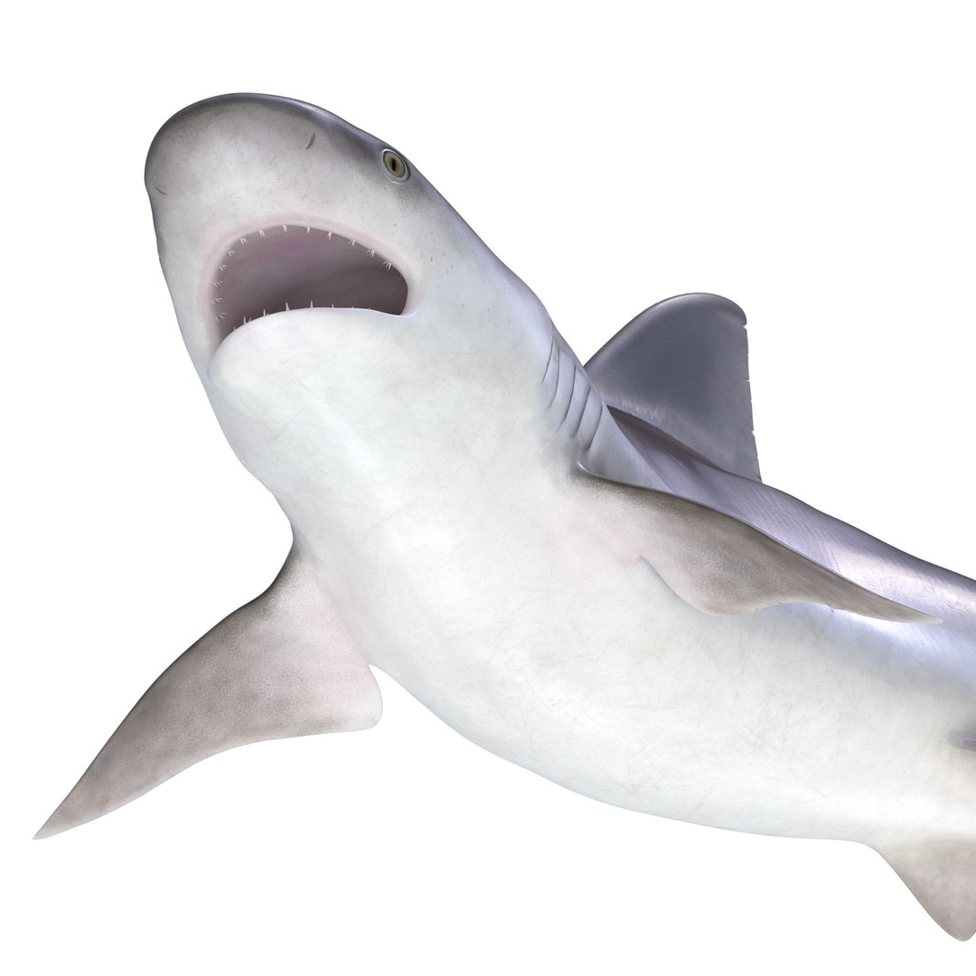 3d sandbar shark pose 2 https://p.turbosquid.com/ts-thumb/TQ/L1lHY2/sQKwLVD8/sandbarshark3dmodel14/jpg/1453577814/1920x1080/fit_q87/b5fd89e8a3a8bdfd8bf0e5a22496e8c01bc7da97/sandbarshark3dmodel14.jpg