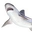 Sandbar Shark Pose 2 3D Model