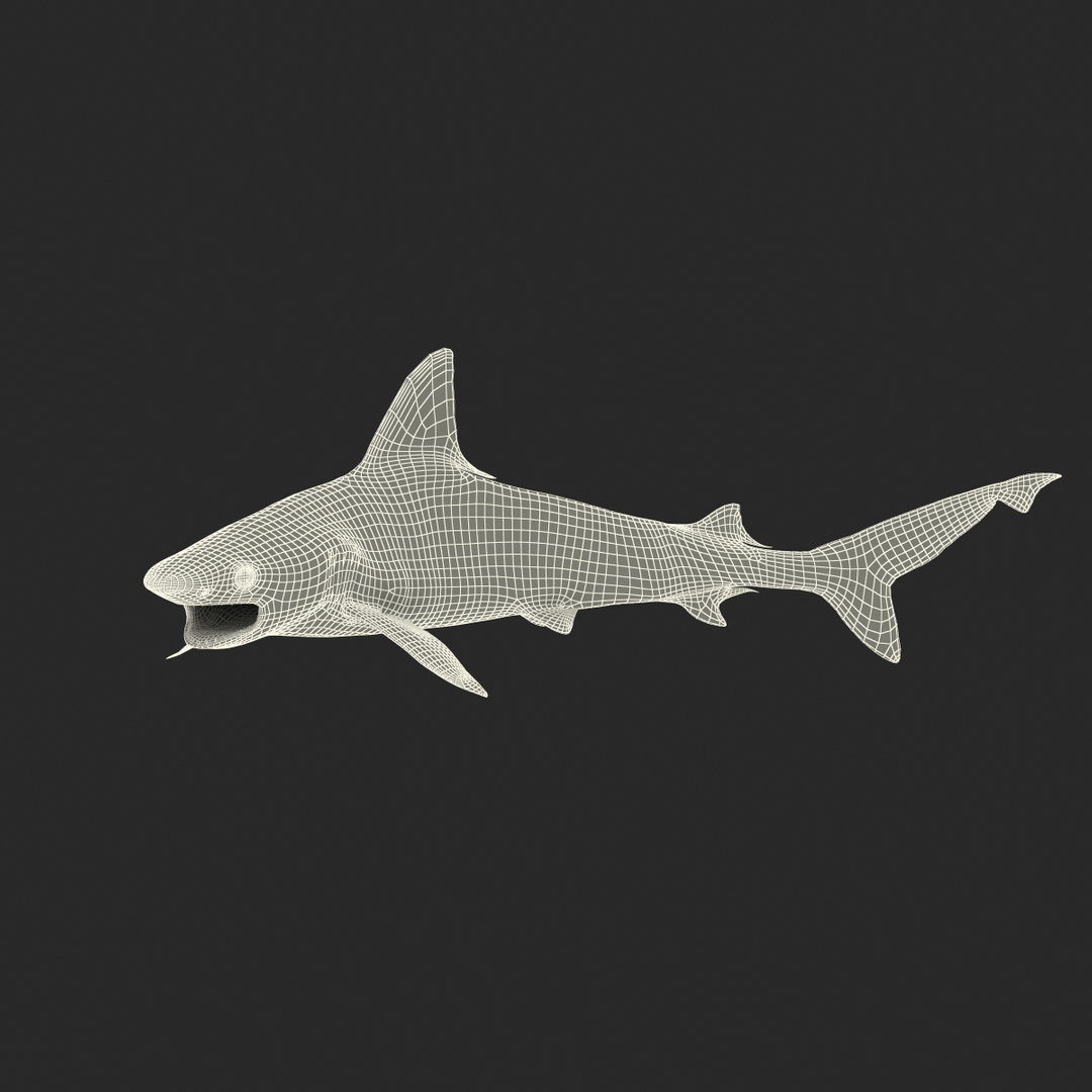 3d sandbar shark pose 2 https://p.turbosquid.com/ts-thumb/TQ/L1lHY2/su3VfkoC/sandbar_shark_pose_2_361/jpg/1453578103/1920x1080/turn_fit_q99/5872f59b900241f1a58ed1026ea86219edc5611f/sandbar_shark_pose_2_361-1.jpg