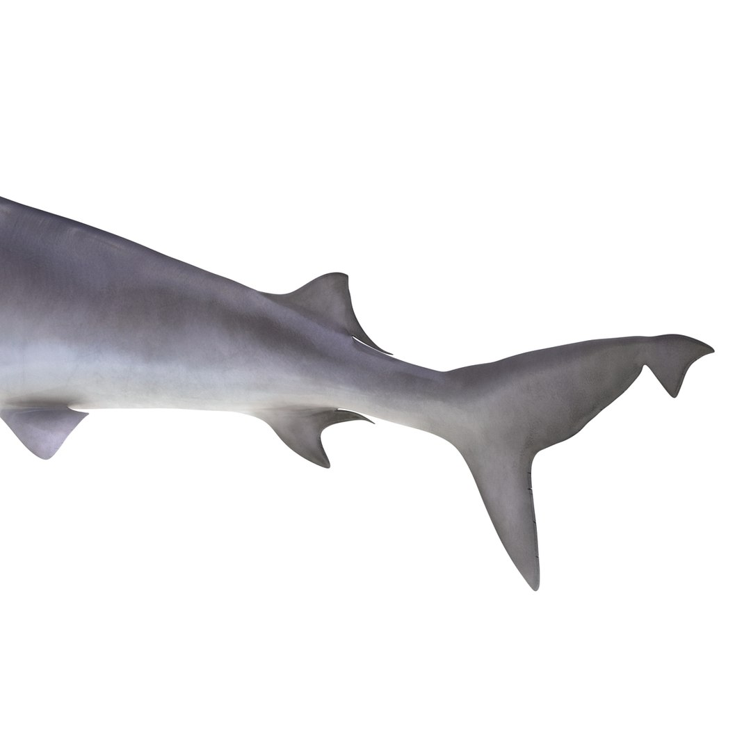 3d sandbar shark pose 2 https://p.turbosquid.com/ts-thumb/TQ/L1lHY2/v2puDmxJ/sandbarshark3dmodel13/jpg/1453577814/1920x1080/fit_q87/08d21a435d226f8f45ac7b8568ce26e42c824270/sandbarshark3dmodel13.jpg