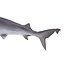 Sandbar Shark Pose 2 3D Model