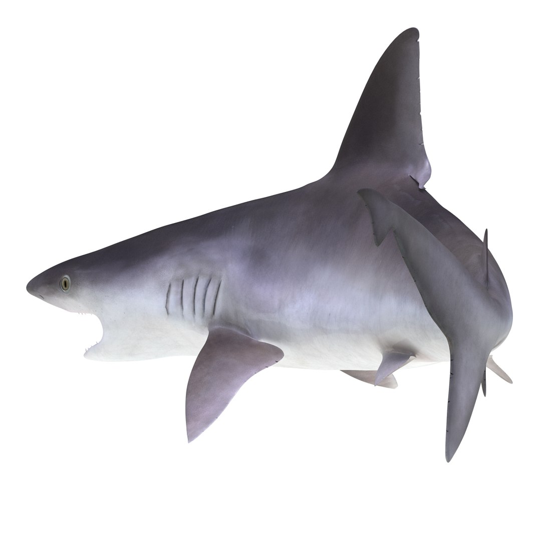 3d sandbar shark pose 2 https://p.turbosquid.com/ts-thumb/TQ/L1lHY2/wAcYlnU3/sandbarshark3dmodel05/jpg/1453577813/1920x1080/fit_q87/46c9fc0a31e955582186de474460a4ce5ff95038/sandbarshark3dmodel05.jpg