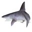 Sandbar Shark Pose 2 3D Model