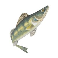 Zander fish low poly