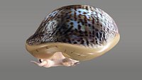 Cypraea