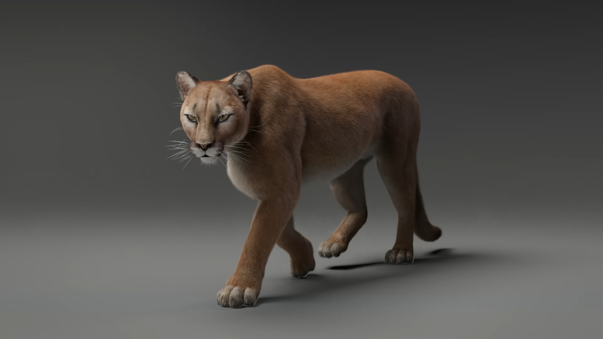 Rigging Puma Model TurboSquid 1642524