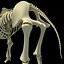 skeleton mammoth elephant 3D model