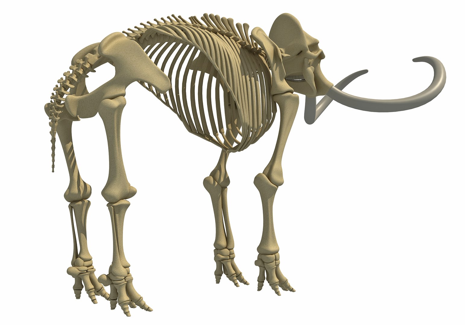 Skeleton Mammoth Elephant 3D Model - TurboSquid 1234398