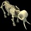 skeleton mammoth elephant 3D model