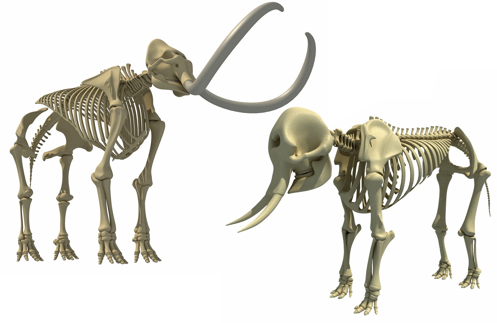 skeleton mammoth elephant 3D model https://p.turbosquid.com/ts-thumb/TQ/aXw4ke/js66QpTO/mammothelephantskeleton/jpg/1513560586/1920x1080/fit_q87/1b11bb12c33f80f0a218ddc68c1a5151c04a773c/mammothelephantskeleton.jpg