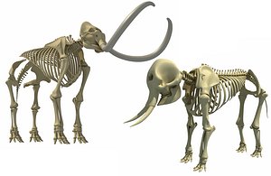 skeleton mammoth elephant 3D model