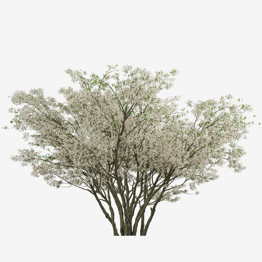 3D Amelanchier Lamarckii Tree Juneberry - 1 Tree - TurboSquid 1999392