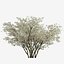 Amelanchier Lamarckii Tree Juneberry - 1 Tree