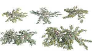 3D model Acacia cardiophylla 01