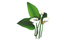 3D model Lily Flower