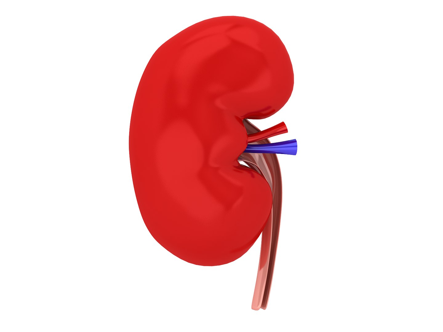 3d human kidney model https://p.turbosquid.com/ts-thumb/TR/AC61cC/367ydzKq/kidney4/png/1388261784/1920x1080/fit_q87/add6a9ec8c797bdc2cb9fd75f42392e3cde1d510/kidney4.jpg