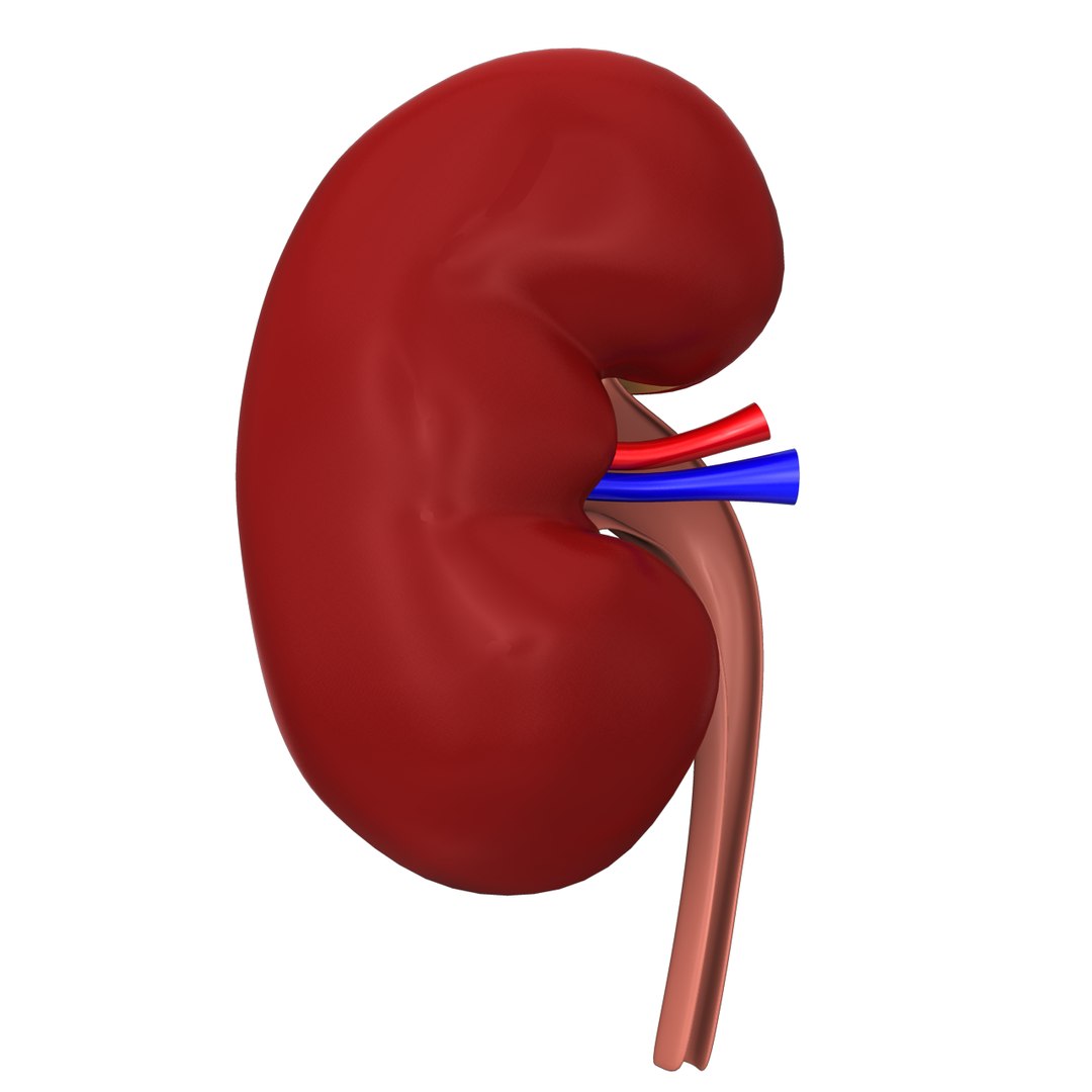 3d human kidney model https://p.turbosquid.com/ts-thumb/TR/AC61cC/3nKLfARo/kidney/png/1388261783/1920x1080/fit_q87/ed0d7307c6d4086e6cd8185993088cc10699a26b/kidney.jpg