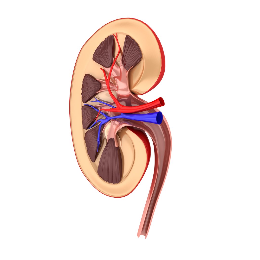 3d human kidney model https://p.turbosquid.com/ts-thumb/TR/AC61cC/8ZDEgr0l/kidney5/png/1388261784/1920x1080/fit_q87/02639ef3d090a2f9ee9a2db7761f33e19cc01a21/kidney5.jpg