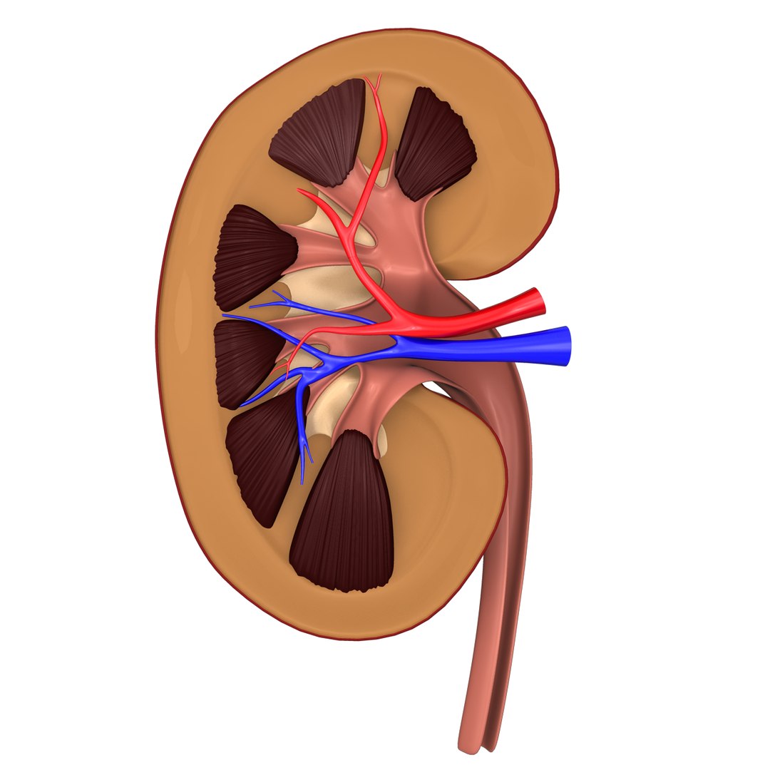 3d human kidney model https://p.turbosquid.com/ts-thumb/TR/AC61cC/NSADUSYO/kidney1/png/1388261783/1920x1080/fit_q87/76a7da4c1f00a161bcf18b3c3397d48bc04e1a8d/kidney1.jpg