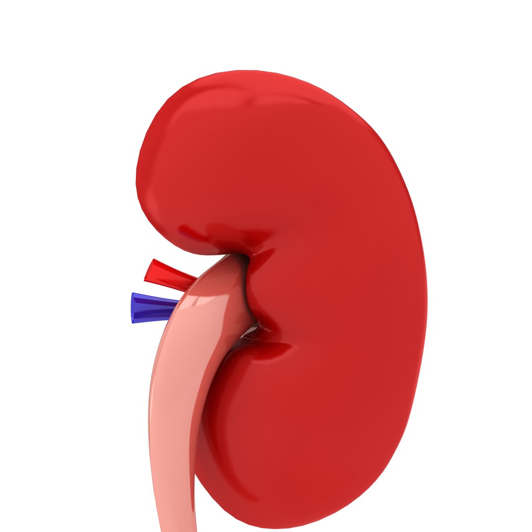3d human kidney model https://p.turbosquid.com/ts-thumb/TR/AC61cC/gIjz5iqb/kidney6/png/1388261784/1920x1080/fit_q87/b573639dbf5fa6b399996c8b88fa02515f4f9755/kidney6.jpg