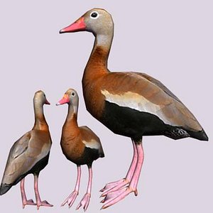 3d model black bellied whistling