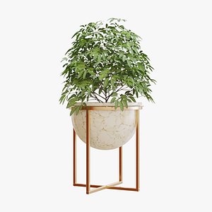 3D indoor plants model