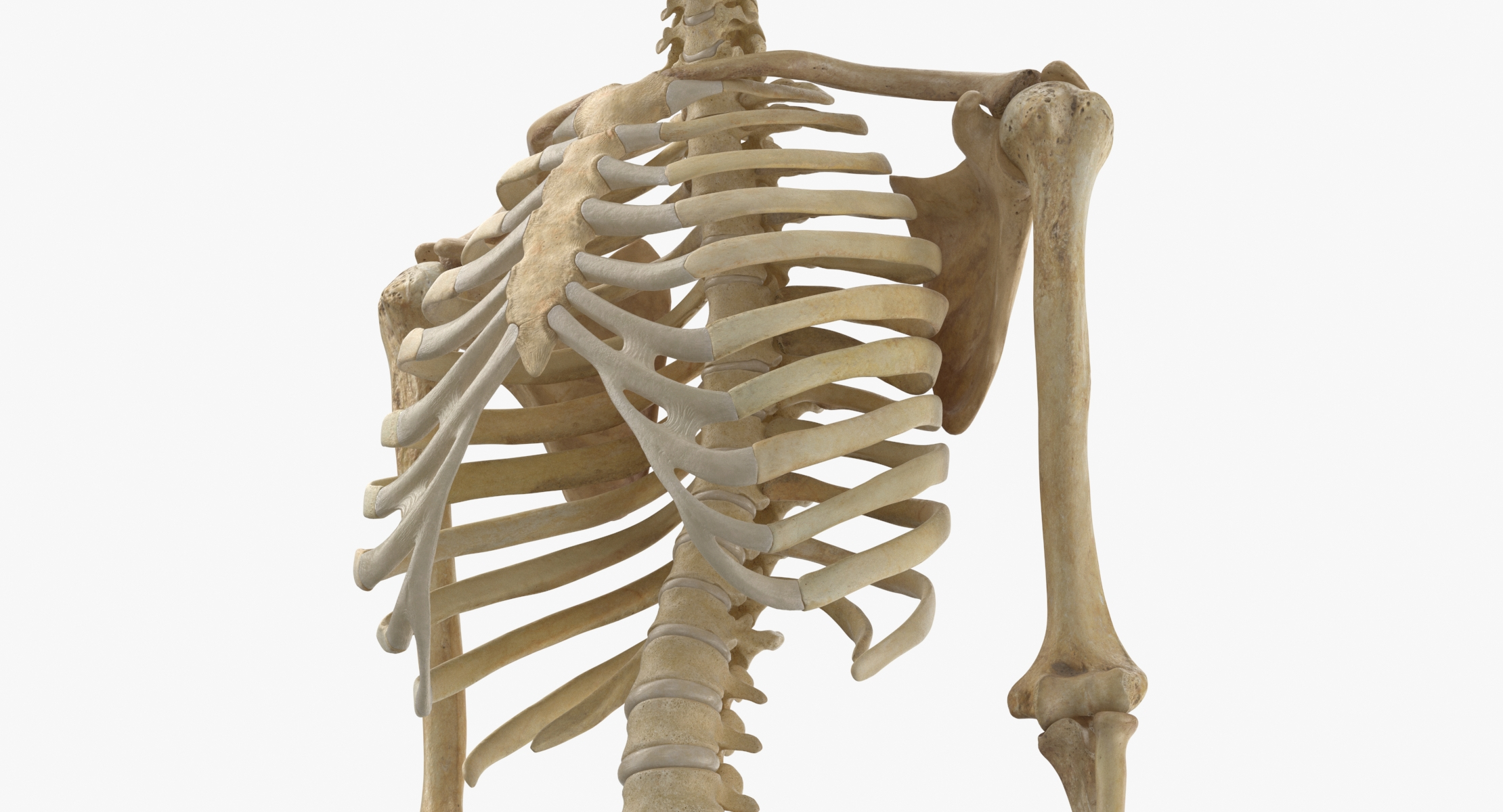 Real Human Rib Cage Spine Male Skull Calvicle Scapula and Arms Bones