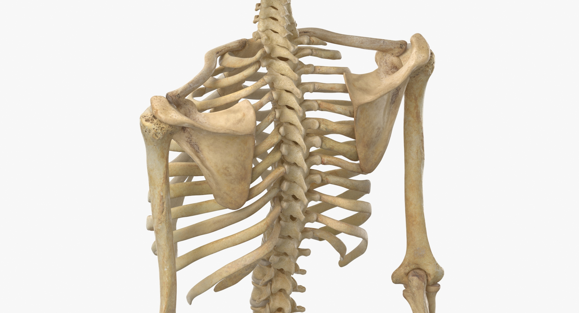 Real Human Rib Cage Spine Male Skull Calvicle Scapula and Arms Bones