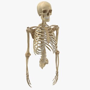 human rib cage spine 3D model