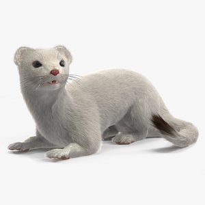 3D Ermine Mammal White Fur Rigged