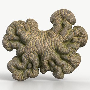 Fungus Fossil 129 Textured