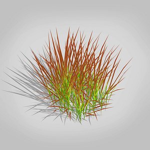 3d plant imperata-japanese blood grass
