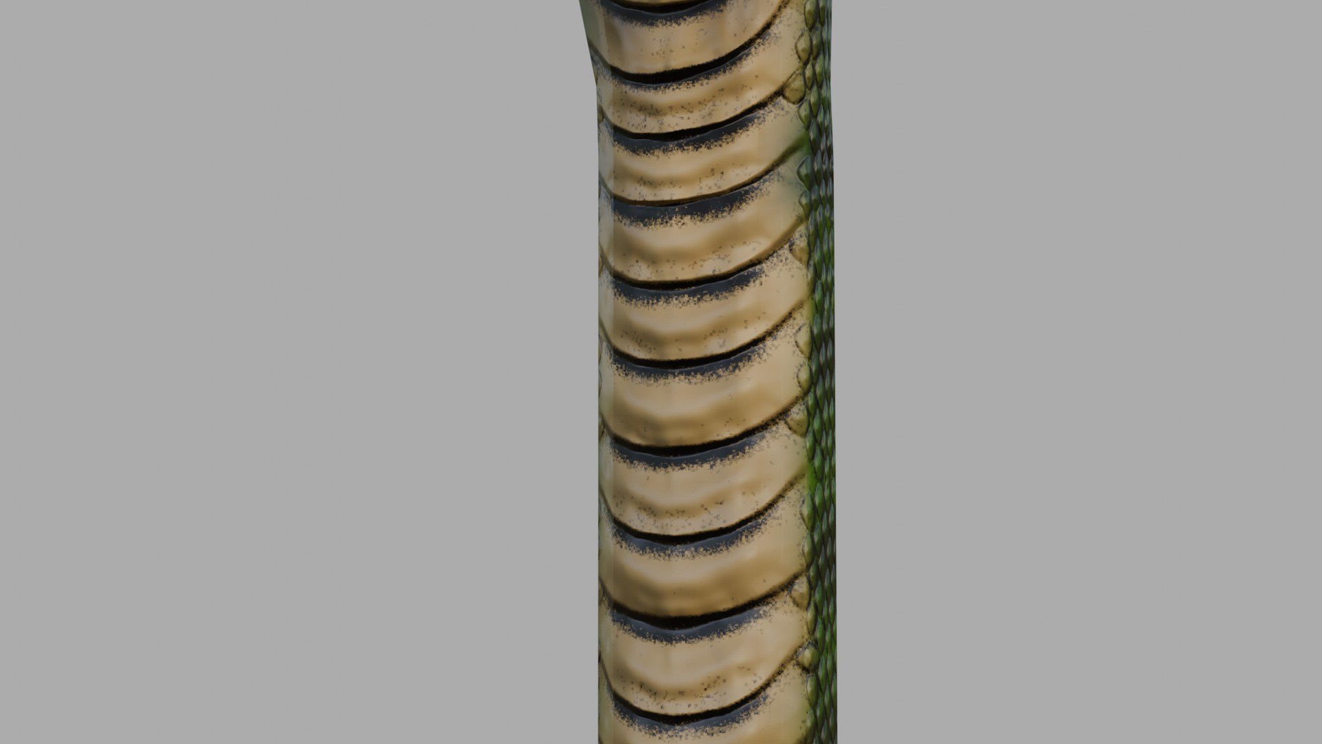 Snake Stylized 3D model https://p.turbosquid.com/ts-thumb/TR/fewrvC/EZ/cyc_ren0005/jpg/1743354104/1920x1080/fit_q87/fd7dee0ebd1b0dbe236cf957ac6e4c58e5ea3200/cyc_ren0005.jpg