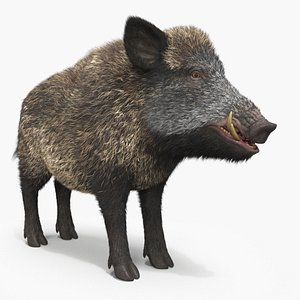 Wild Boar Male Fur 3D