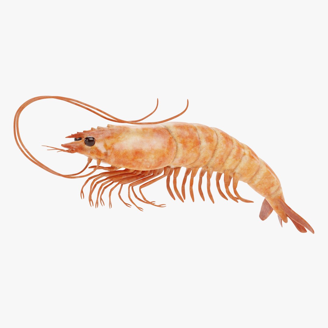 Shrimp 3D - TurboSquid 1728653