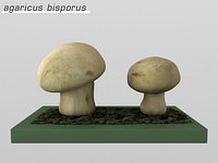 agaricus_bisporus