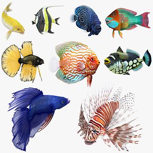 coral fishes rigged 3 3D