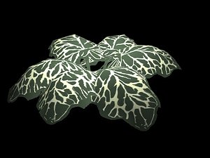 3d shrub mottled model