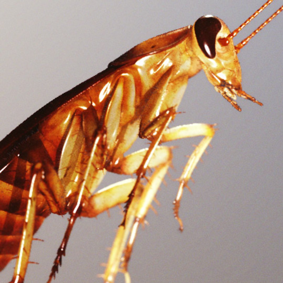 photorealistic cockroach 3d model https://p.turbosquid.com/ts-thumb/TS/9jnae3/2kK4xpbN/p1/jpg/1264470369/1920x1080/fit_q87/3a82c5d4946960caa921f1712b4c092b2d0e9172/p1.jpg