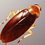 photorealistic cockroach 3d model