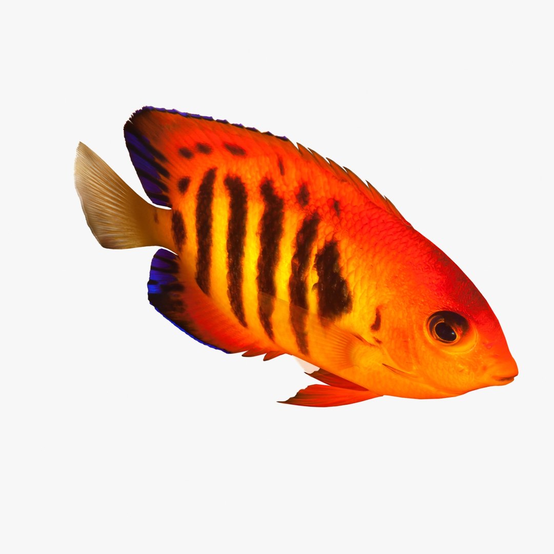 3ds flame angelfish