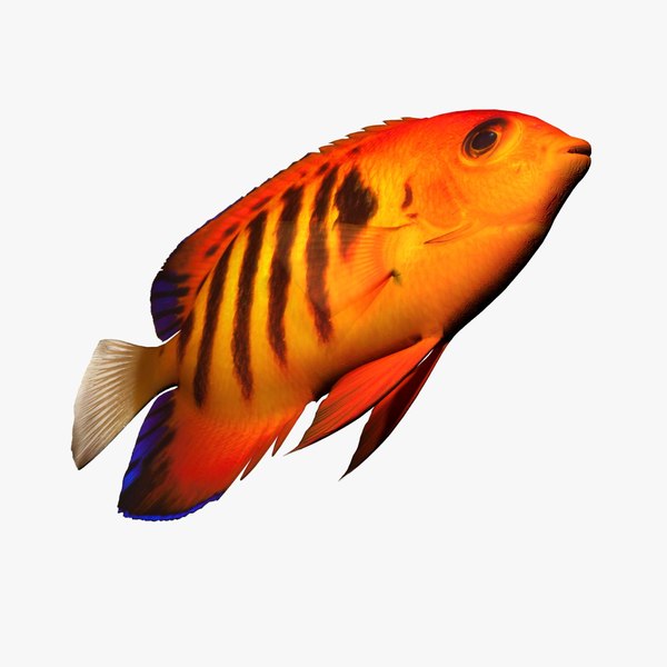 3ds flame angelfish