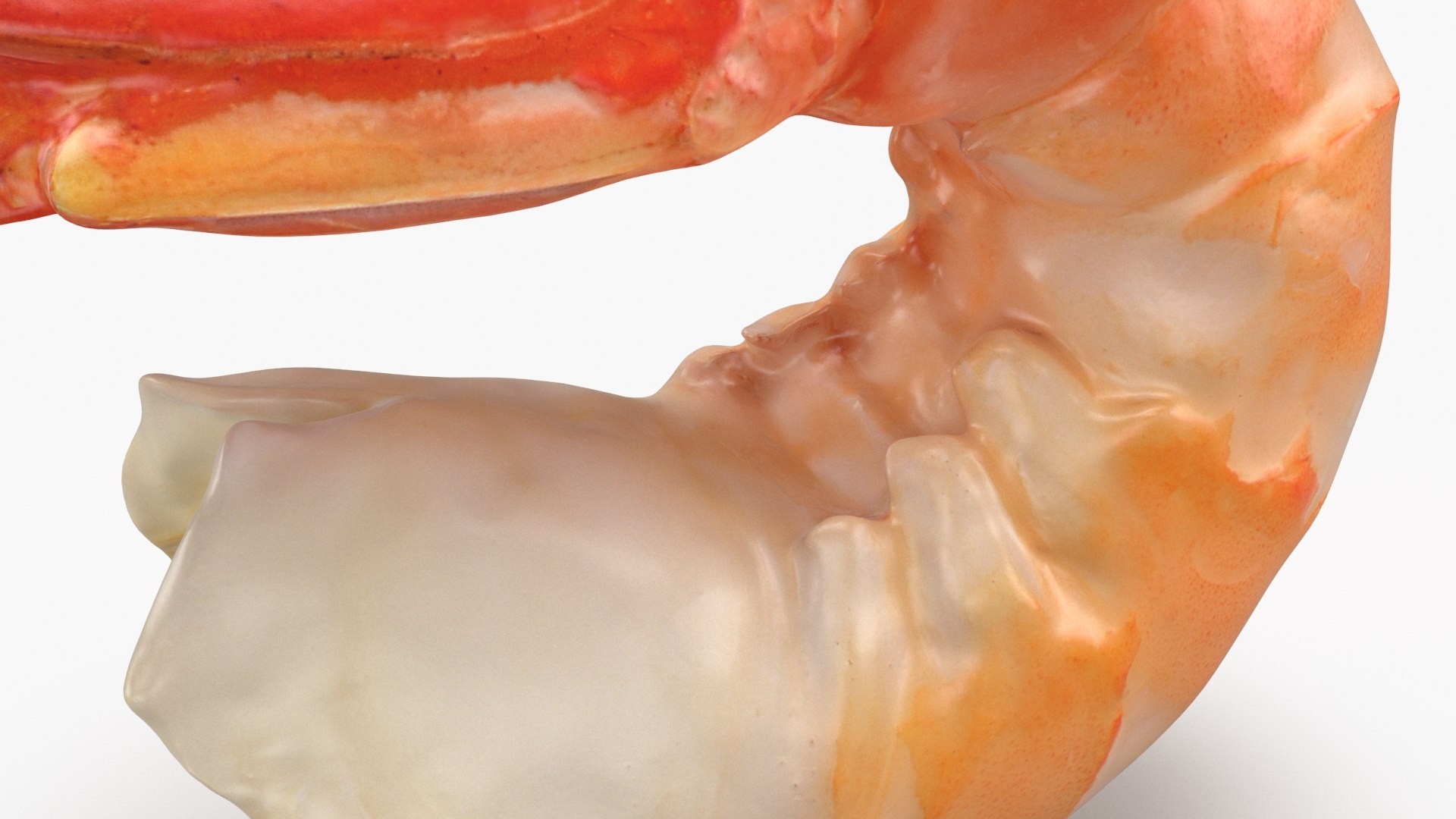 Shrimp Peeled model https://p.turbosquid.com/ts-thumb/TS/PdeRQv/f3/shrimppeeled_b0014/jpg/1687695545/1920x1080/fit_q87/2edc460138524031c5ed9ae740936600e3c98e0f/shrimppeeled_b0014.jpg