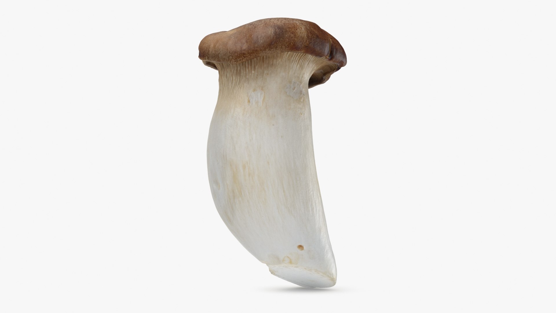 King Trumpet 01 model https://p.turbosquid.com/ts-thumb/TS/YnVXQZ/dt/kgtrumpet01_b0004/jpg/1725710258/1920x1080/fit_q87/0cc8439d5abdf7290fbf694232eb1aa4a9ea84ab/kgtrumpet01_b0004.jpg
